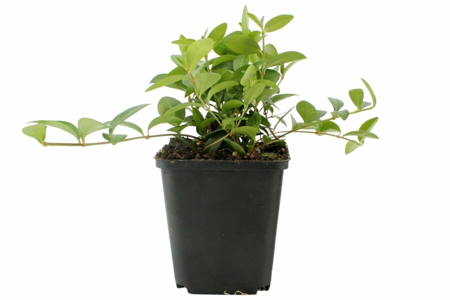 Kleinbladige maagdenpalm Vinca minor 5-10 Pot P9 Vinca minor