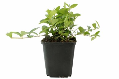 Kleinbladige maagdenpalm Vinca minor 5-10 Pot P9 Vinca minor