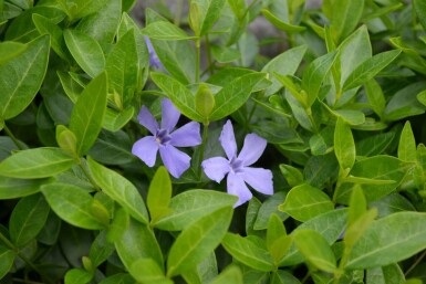 Kleinbladige maagdenpalm Vinca minor 5-10 Pot P9 Vinca minor