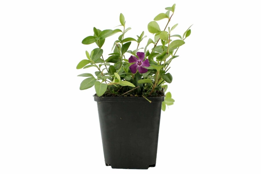 Kleinbladige maagdenpalm Vinca minor 'Atropurpurea' 5-10 Pot P9 Vinca minor 'Atropurpurea'