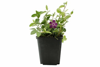 Kleinbladige maagdenpalm Vinca minor 'Atropurpurea' 5-10 Pot P9 Vinca minor 'Atropurpurea'