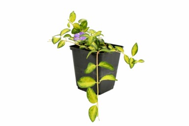 Kleinbladige maagdenpalm Vinca minor 'Illumination' 10-15 Pot C2 Vinca minor 'Illumination'