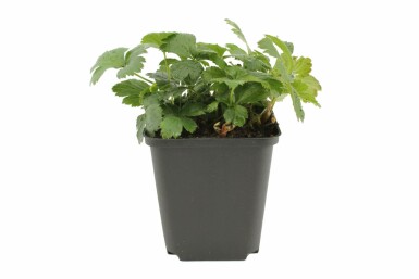 Goudaardbei Waldsteinia ternata 5-10 Pot P9 Waldsteinia ternata
