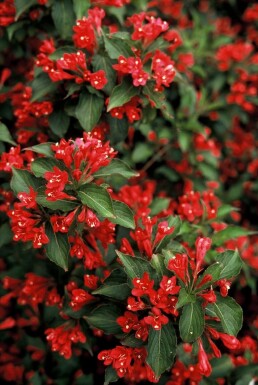 Weigelia Weigela 'Red Prince' Struik 30-40 Pot C3