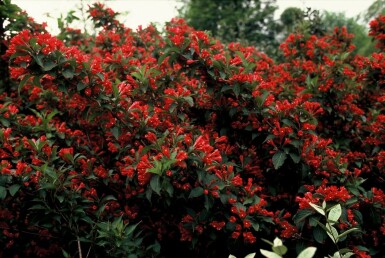 Weigelia Weigela 'Red Prince' Struik 30-40 Pot C3