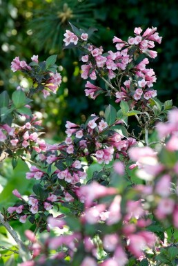 Weigelia Weigela florida 'Foliis Purpureis' Struik 30-40 Pot C3