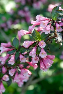 Weigelia Weigela florida 'Foliis Purpureis' Struik 30-40 Pot C3