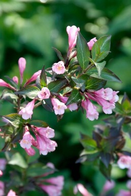 Weigelia Weigela florida 'Foliis Purpureis' Struik 30-40 Pot C3