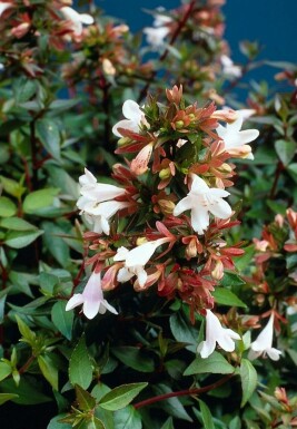 Abelia grandiflora