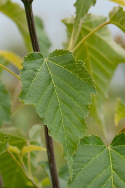 Acer davidii struik 150-175 cm