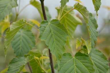 Chinese esdoorn Acer davidii Pot Acer davidii struik