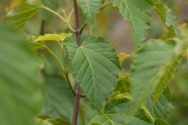 Acer davidii struik 150-175 cm