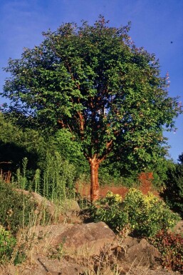 Papieresdoorn Acer griseum Pot Acer griseum struik