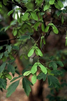 Papieresdoorn Acer griseum Pot Acer griseum struik
