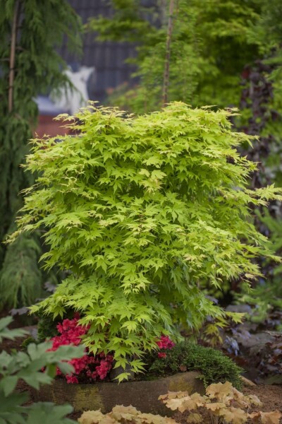 Acer palmatum struik 175-200 cm