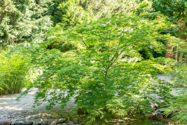 Japanse esdoorn Acer palmatum Pot Acer palmatum struik