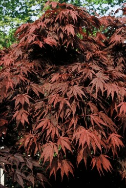 Japanse esdoorn Acer palmatum 'Atropurpureum' Pot Acer palmatum 'Atropurpureum'