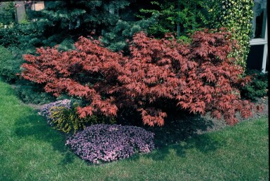 Japanse esdoorn Acer palmatum 'Atropurpureum' Pot Acer palmatum 'Atropurpureum'
