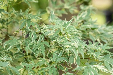 Japanse esdoorn Acer palmatum 'Butterfly' Pot Acer palmatum 'Butterfly' struik