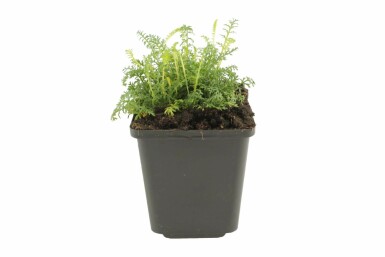 Duizendblad Achillea millefolium 'Cerise Queen' Pot Achillea millefolium 'Cerise Queen'