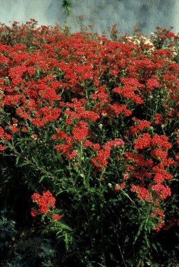 Duizendblad Achillea millefolium 'Paprika' Pot Achillea millefolium 'Paprika'