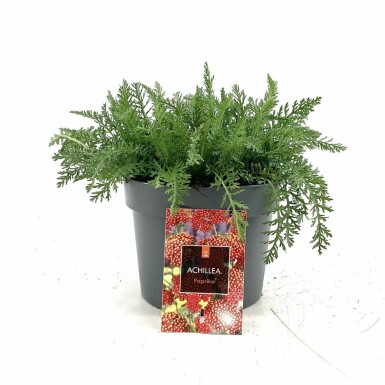 Duizendblad Achillea millefolium 'Paprika' Pot Achillea millefolium 'Paprika'