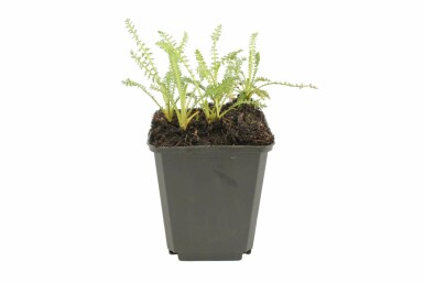 Duizendblad Achillea millefolium 'Terracotta' Pot Achillea millefolium 'Terracotta'