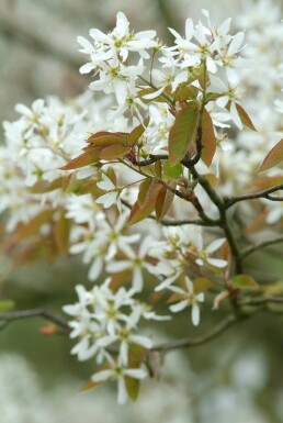 Krentenboom Amelanchier lamarckii Pot Amelanchier × lamarckii
