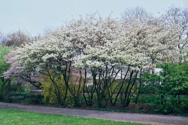 Krentenboom Amelanchier lamarckii Pot Amelanchier × lamarckii