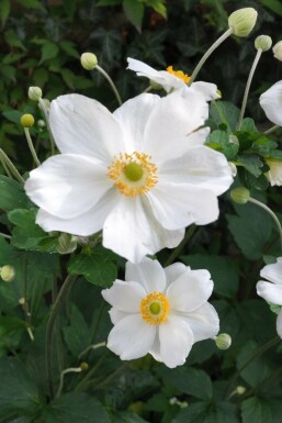 Herfstanemoon Anemone hybrida 'Honorine Jobert' Pot Anemone hybrida 'Honorine Jobert'