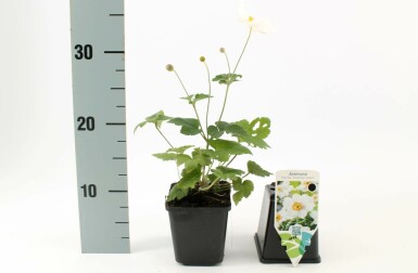 Herfstanemoon Anemone hybrida 'Honorine Jobert' Pot Anemone hybrida 'Honorine Jobert'