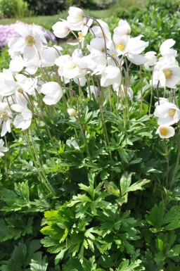 Anemoon Anemone sylvestris Pot Anemone sylvestris