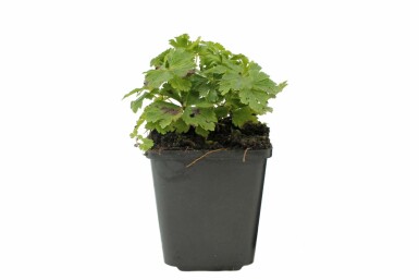 Anemoon Anemone sylvestris Pot Anemone sylvestris