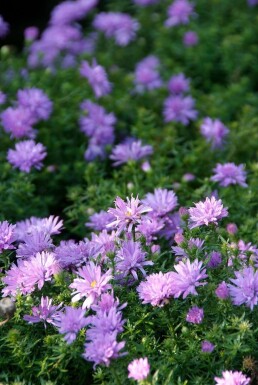 Herfstaster Aster dumosus 'Lady in Blue' Pot Aster dumosus 'Lady in Blue'