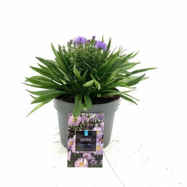 Herfstaster Aster dumosus 'Lady in Blue' Pot Aster dumosus 'Lady in Blue'