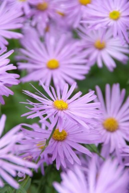 Herfstaster Aster frikartii 'Mönch' Pot Aster frikartii 'Mönch'