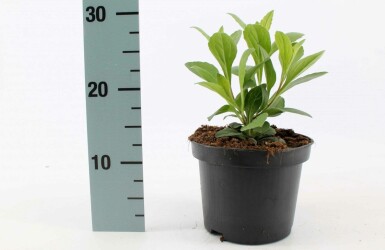 Herfstaster Aster frikartii 'Mönch' Pot Aster frikartii 'Mönch'