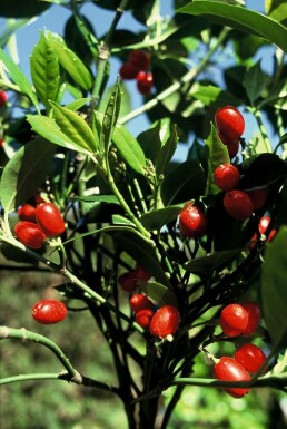 Broodboom Aucuba Japonica 'Rozannie' Pot Aucuba japonica 'Rozannie' struik