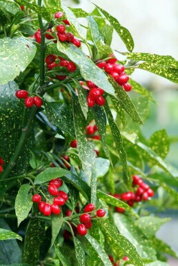 Broodboom Aucuba Japonica 'Variegata' Pot Aucuba japonica 'Variegata' struik