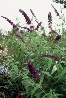 Vlinderstruik Buddleja davidii 'Black Knight' Pot Buddleja davidii 'Black Knight' struik