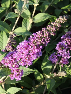 Vlinderstruik Buddleja davidii 'Blue Chip' Pot Buddleja davidii 'Blue Chip' struik