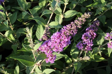 Vlinderstruik Buddleja davidii 'Blue Chip' Pot Buddleja davidii 'Blue Chip' struik