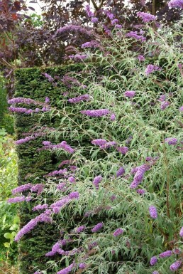 Vlinderstruik Buddleja davidii 'Nanho Blue' Pot Buddleja davidii 'Nanho Blue' struik