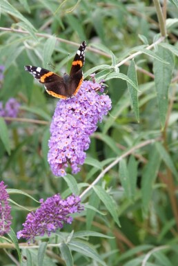 Vlinderstruik Buddleja davidii 'Nanho Blue' Pot Buddleja davidii 'Nanho Blue' struik