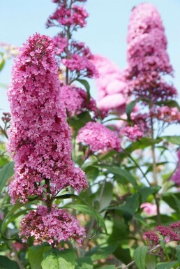 Vlinderstruik Buddleja davidii 'Pink Delight' Pot Buddleja davidii 'Pink Delight' struik
