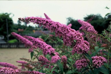 Vlinderstruik Buddleja davidii 'Pink Delight' Pot Buddleja davidii 'Pink Delight' struik
