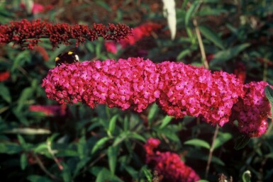Vlinderstruik Buddleja davidii 'Royal Red' Pot Buddleja davidii 'Royal Red'