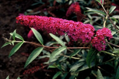 Buddleja davidii 'Royal Red' C7,5 100-125