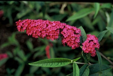 Buddleja davidii 'Royal Red' C7,5 100-125