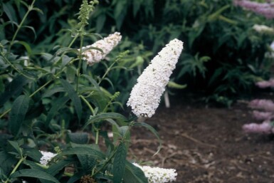 Vlinderstruik Buddleja davidii 'White Profusion' Pot Buddleja davidii 'White Profusion' struik